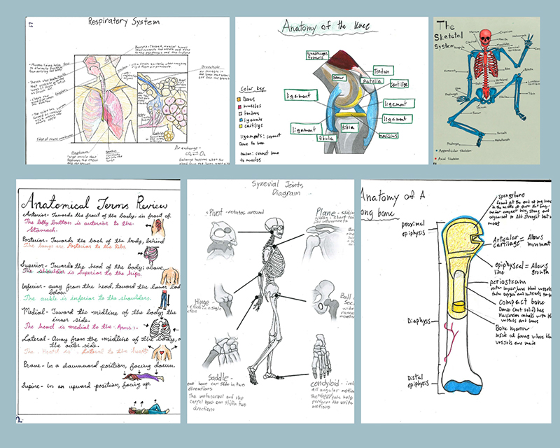 9th Grade Anatomy Block